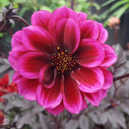 Dahlia Dreamy® 'Nights' - Image courtesy of Dreamy Dahlia