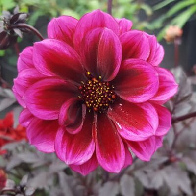 Dahlia Dreamy® 'Nights' - Image courtesy of Dreamy Dahlia