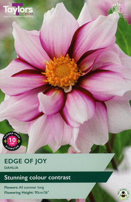 Dahlia 'Edge Of Joy'
