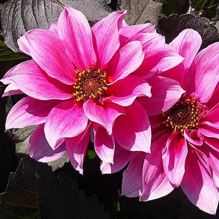 Dahlia “Fascination” - Photo by  Marktee1 (CC BY-SA 3.0)