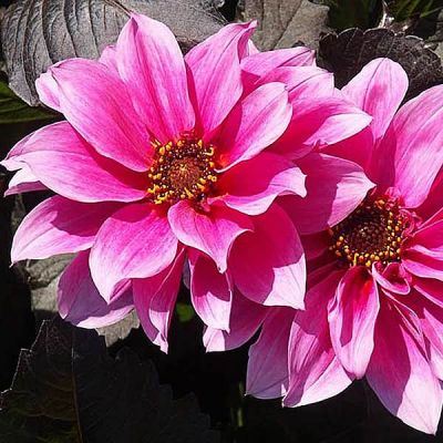 Dahlia “Fascination” - Photo by  Marktee1 (CC BY-SA 3.0)