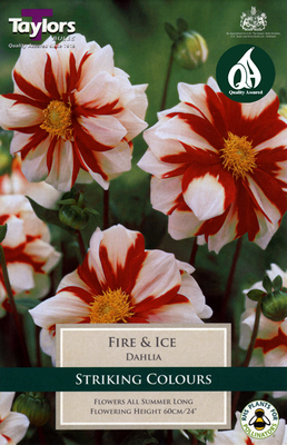 Dahlia Fire And Ice - Image courtesy of Taylors Bulbs