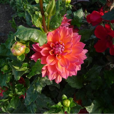 Dahlia 'Firepot' - Photo by F. D. Richards (CC BY-SA 2.0)