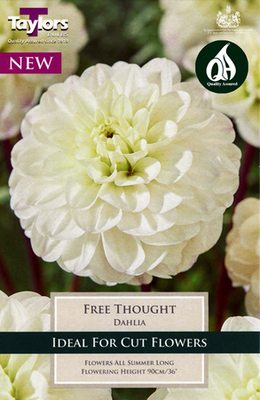 Dahlia 'Free Thought' - Image courtesy of Taylors Bulbs