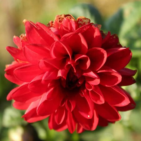 Dahlia Gardenetta 'Scarlet' - Image courtesy of Ben Vista 