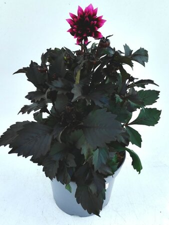Dahlia Gardenetta 'Velvet Crush' - Image courtesy of Ben Vista