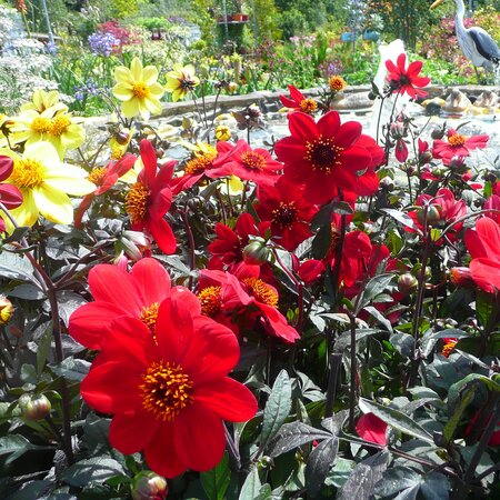 Dahlia 'Happy Red' - Photo taken at Ardcarne Garden Centre, Boyle, 11/07/25