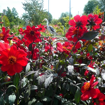 Dahlia 'Happy Red' - Photo taken at Ardcarne Garden Centre, Boyle, 11/07/25