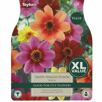 Dahlia Happy Singles Fusion -Image courtesy of Taylors Bulbs