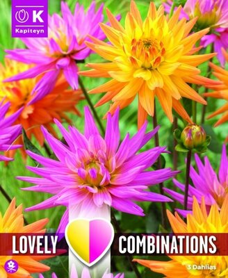 Dahlia Karma Pink & Orange - Image courtesy of Kapiteyn