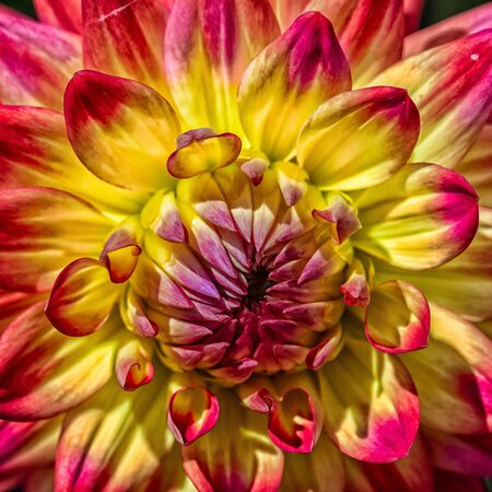 Dahlia Labella 'Maggiore Fun Pomegranate' - Image by edmondlafoto from Pixabay 