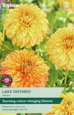 Image courtesy of Taylors Bulbs