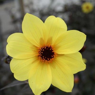 Dahlia "Mystic Illusion" - Photo by PumpkinSky (CC BY-SA 4.0)