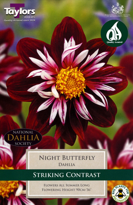 Dahlia Night Butterfly - Image courtesy of Taylors Bulbs