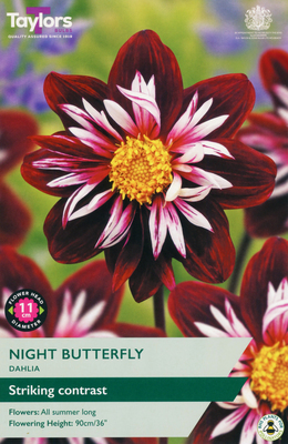 Dahlia Night Butterfly - Image courtesy of Taylors Bulbs