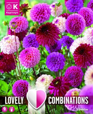 Dahlia Pink & Purple - Image courtesy of Kapiteyn