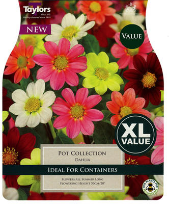 Dahlia Pot Collection - Image courtesy of Taylors Bulbs