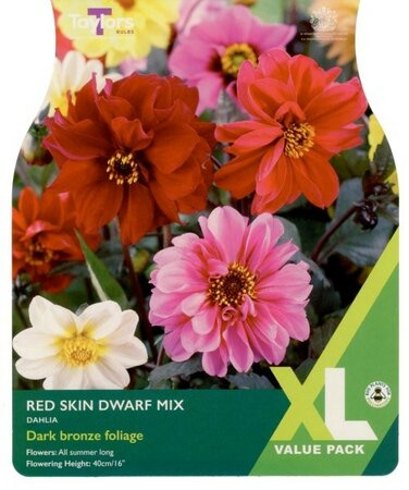 Image courtesy of Taylors Bulbs