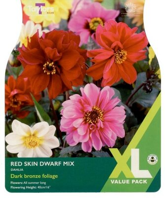 Image courtesy of Taylors Bulbs