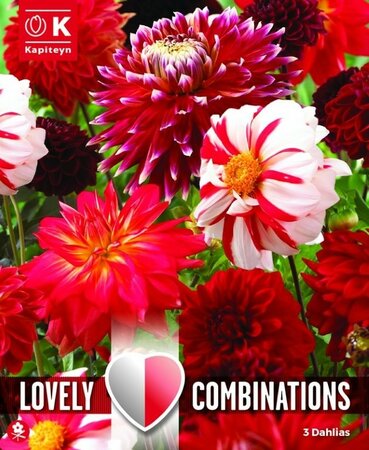 Combi Dahlia Red & White - Image courtesy of Kapiteyn