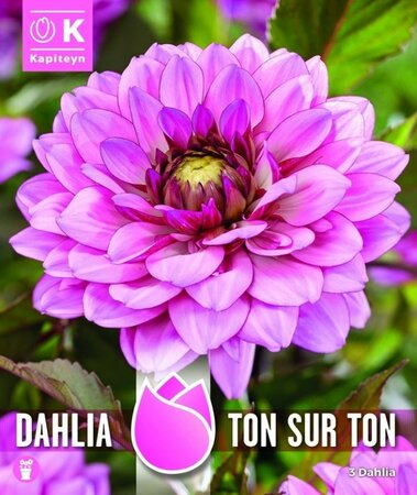 Dahlia 'Ton-Sur-Ton' - Image courtesy of Kapiteyn