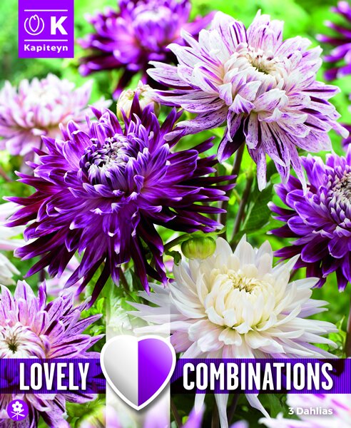 Dahlia Violet White 3 bulbs Ardcarne Garden Centre