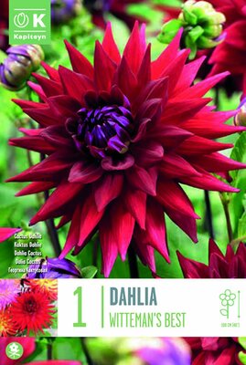 Dahlia 'Witteman's Best' (1)