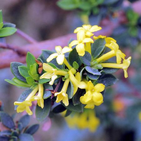 Daphne aurantiaca - Photo by C T Johansson (CC BY-SA 3.0)