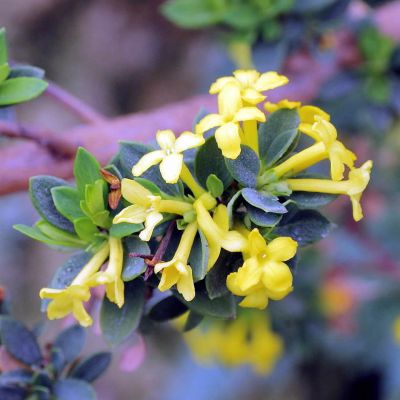 Daphne aurantiaca - Photo by C T Johansson (CC BY-SA 3.0)