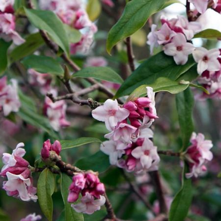 Daphne Bholoa "Jacqueline Postile" - Photo by Keith Edkins (CC BY-SA 3.0)