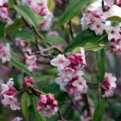 Daphne Bholoa "Jacqueline Postile" - Photo by Keith Edkins (CC BY-SA 3.0)