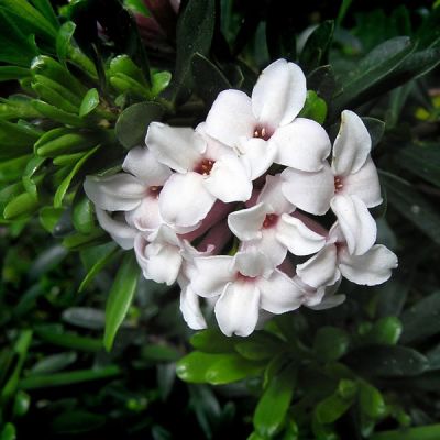 Daphne “Eternal Fragance” - Image by Beverly Buckley from Pixabay