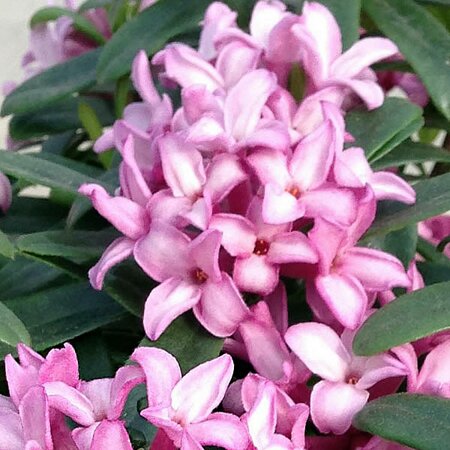 Daphne “Pink Fragrance” - Public Domain Image