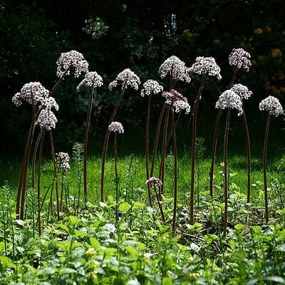 Darmera peltata