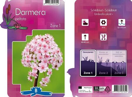 Darmera peltata - Image courtesy of Pannebakker