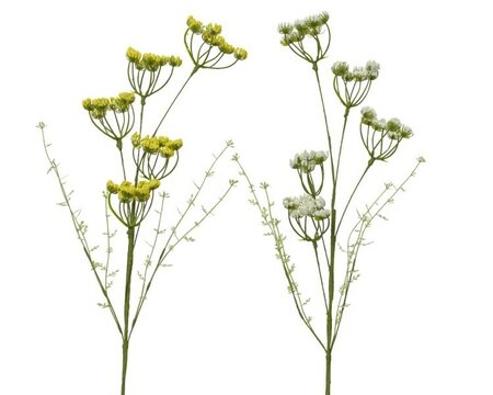 Daucus carota Spray on stem -Image courtesy of Kaemingk