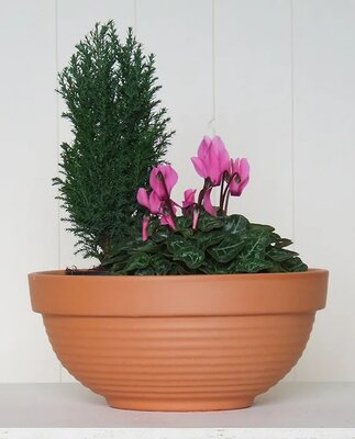 Dell Bowl -Image courtesy of Dunne & Dineen