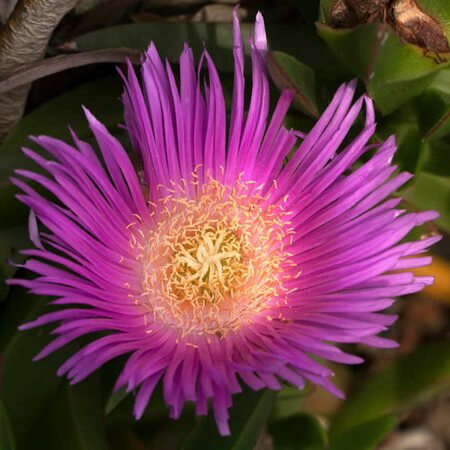 Delosperma 'Fuchsia' (9cm pot)
