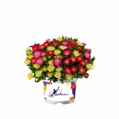 Delosperma Ice Cream 'Mixmasters Swirl' - Image courtesy of florensis.com
