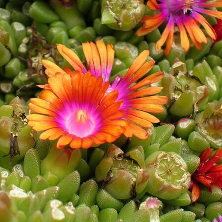 Delosperma 'Ice Cream Orange' - Photo by Nick Helme (CC BY-SA 4.0)