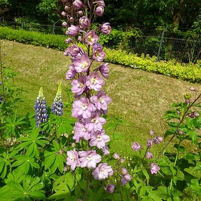 Delphinium 'Astolat' (2L pot)