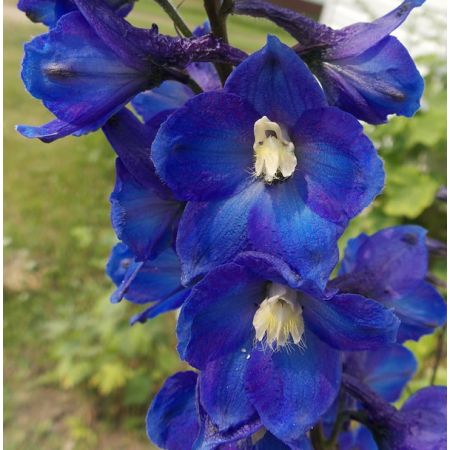 Delphinium “Blue Bird” - Image by dkbach from Pixabay
