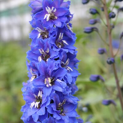 Delphinium 'Blue/Black Bee' - Image courtesy of Schram Plants