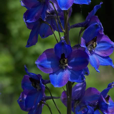 Delphinium 'Dark Blue' - Photo by Valérie75 (GFDL)