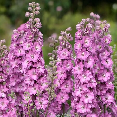 Delphinium delgenius 'Chantay' - Public image here under fair use
