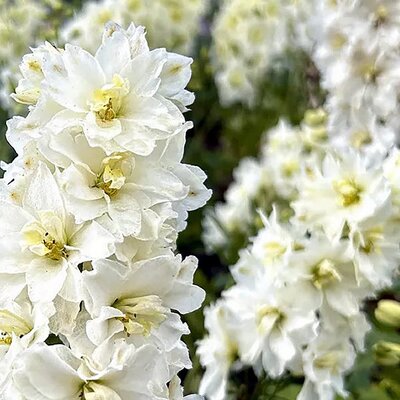 Delphinium delgenius 'Neva' - Public domain image under fair use