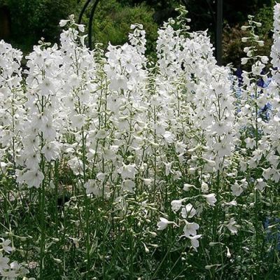 Delphinium “Galahad” - Photo by KENPEI (GFDL)