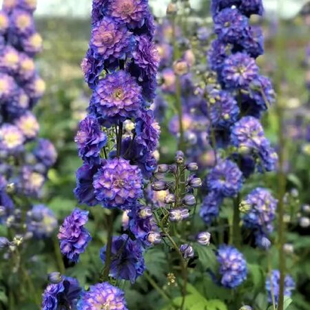 Delphinium 'Highlander Bolero' - Public image here under fair use