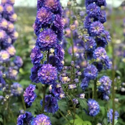 Delphinium 'Highlander Bolero' - Public image here under fair use