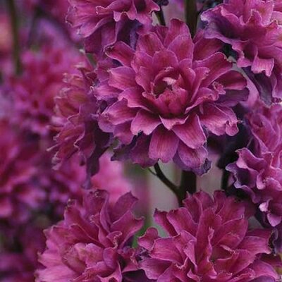 Delphinium 'Highlander Flamenco' - Public Domain Image